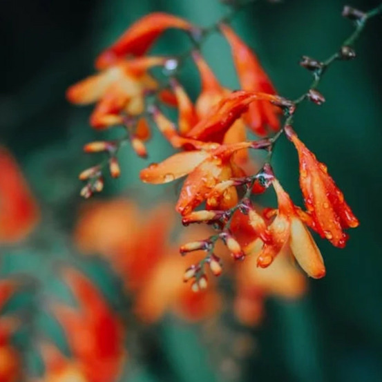 Bulbe de crocosmia en mélange sachet de 10 bulbes