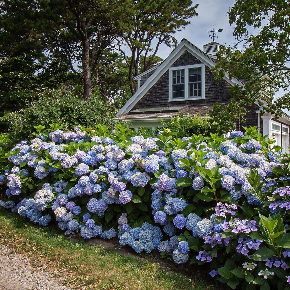 Hortensia 'endless summer the original blue' - hortensia remontant - pot de 14cm - hauteur 20-25 cm - plante d'extérieur - ø14cm
