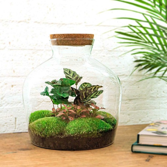 Kit terrarium diy - joy calathea + caféier + fittonia rouge - sans outil