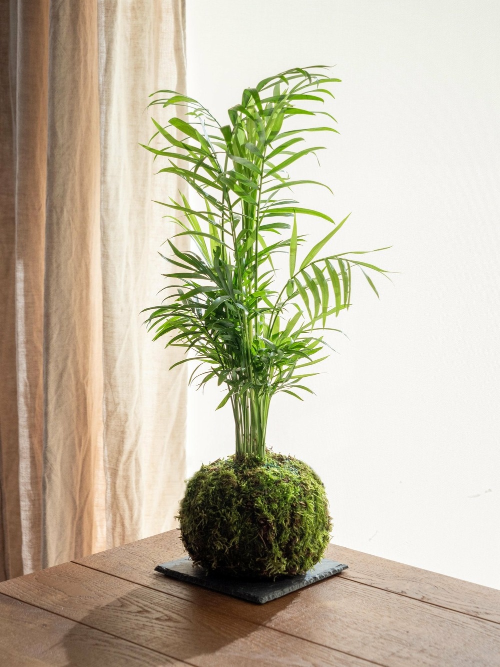 Kokedama - chamaedorea