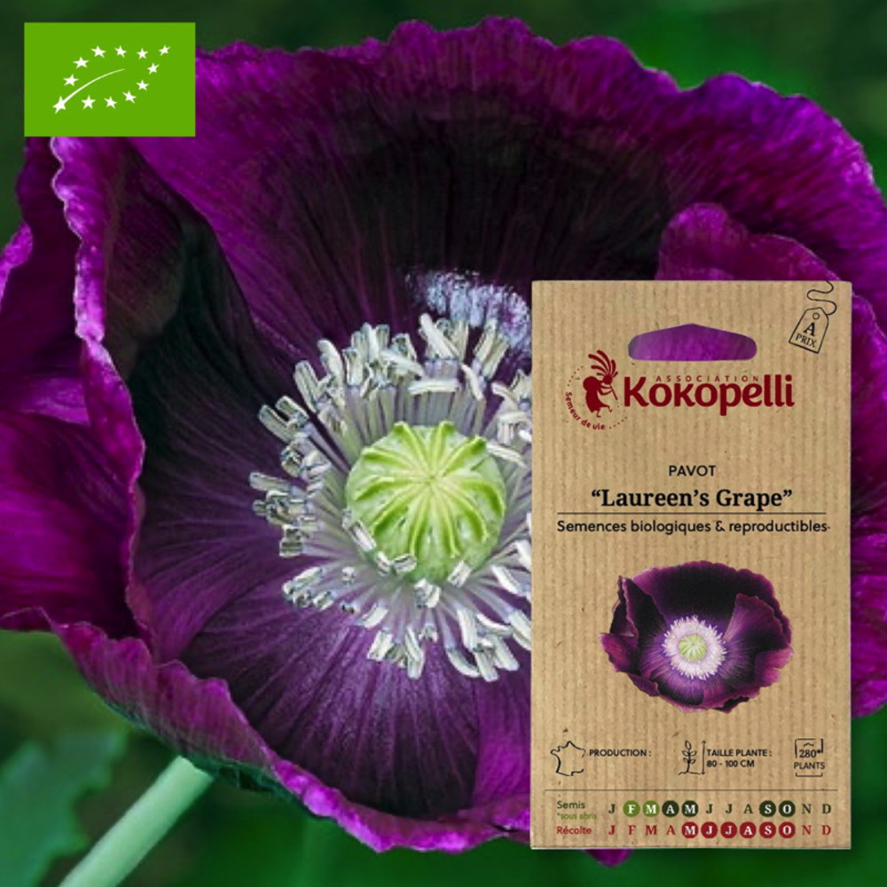 Graines bio à semer - pavot laureen's grape