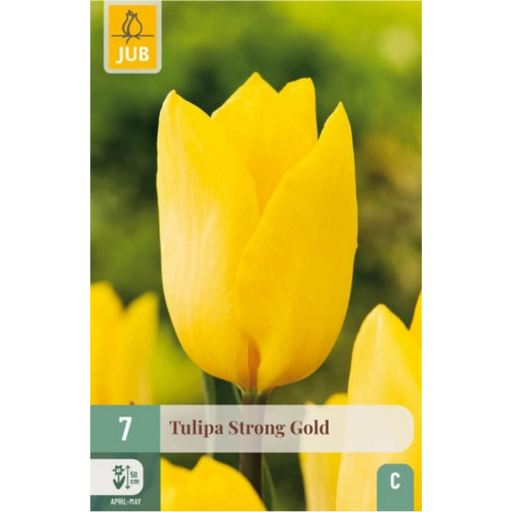 10 tulipes strong gold - les variétés les plus robustes jaune