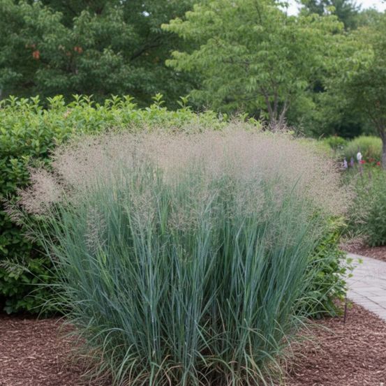 Panic érigé prairie sky, panicum lot de 5 godets