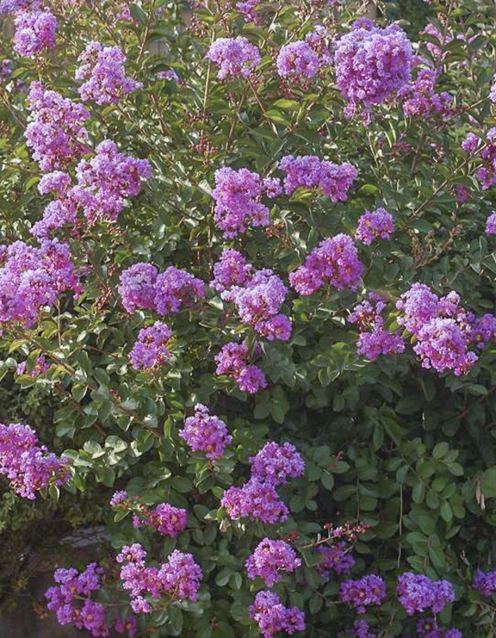 Lilas des indes 'pink grand sud' pot de 3l/4l, buisson, touffe