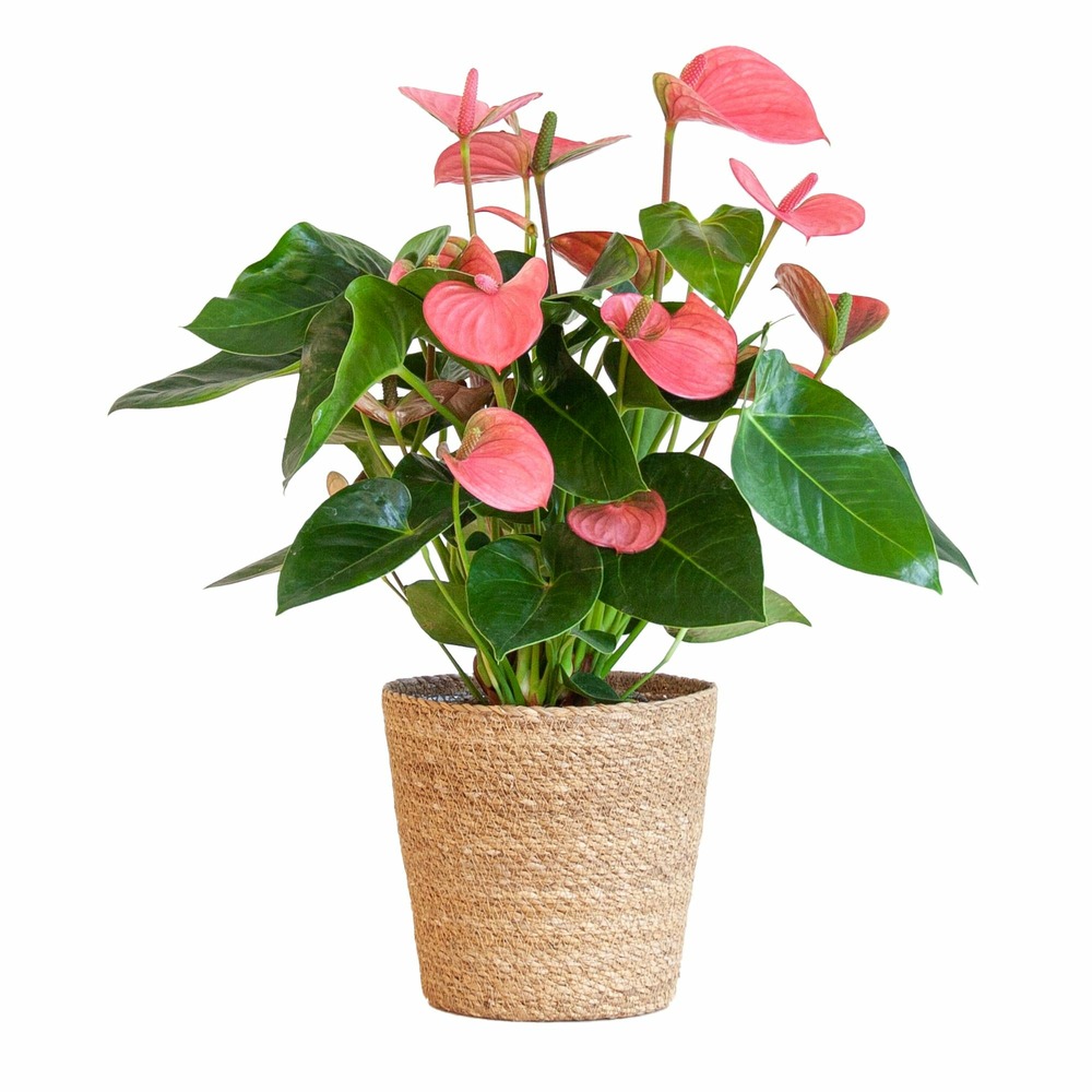 Anthurium rose et son pot panier naturel - hauteur 55cm