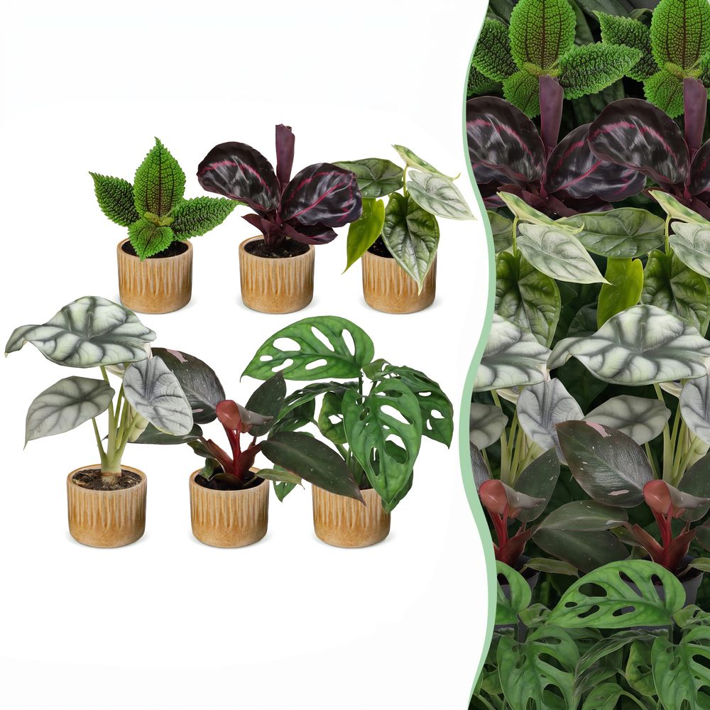 Baby jungle - lot de 6 mini plantes tropicales avec cache-pots linnea miel - h 10-15 cm, pot ø6 cm