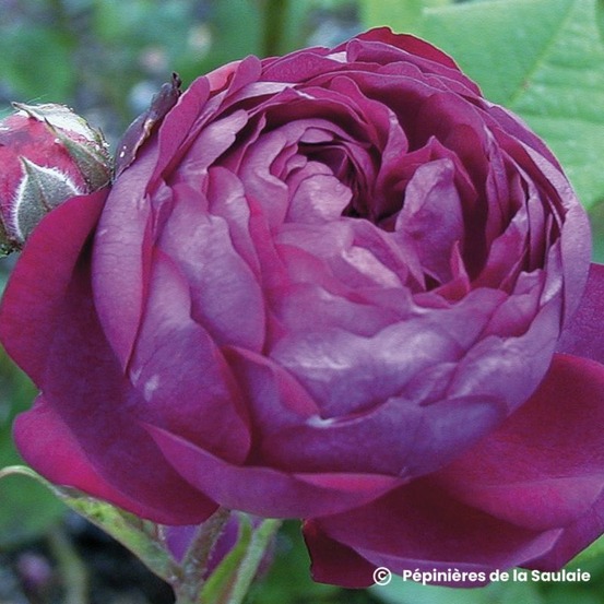 Rosier 'cardinal de richelieu'