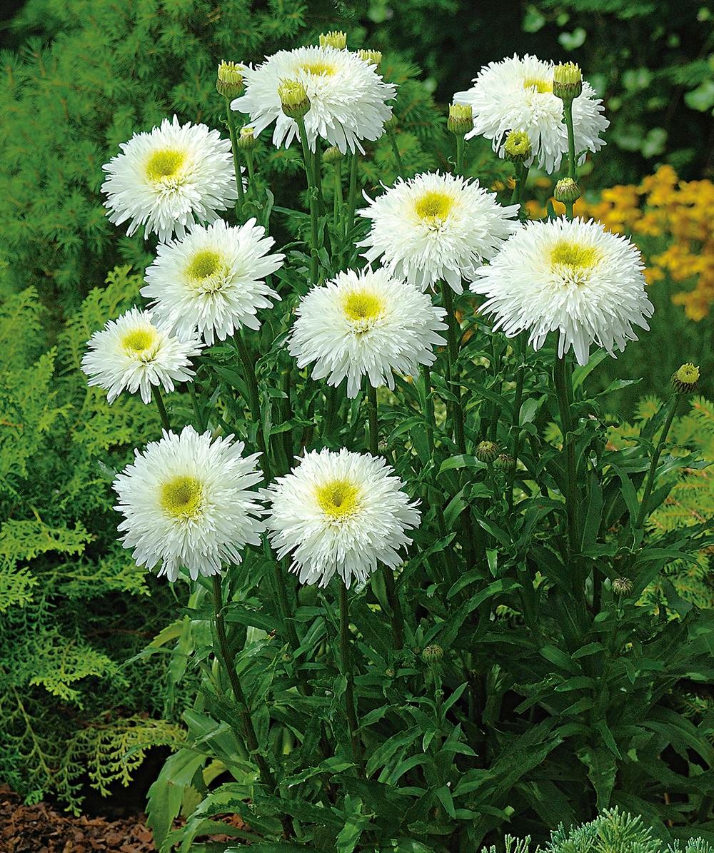Leucanthemum double - 3 godets plante vivace