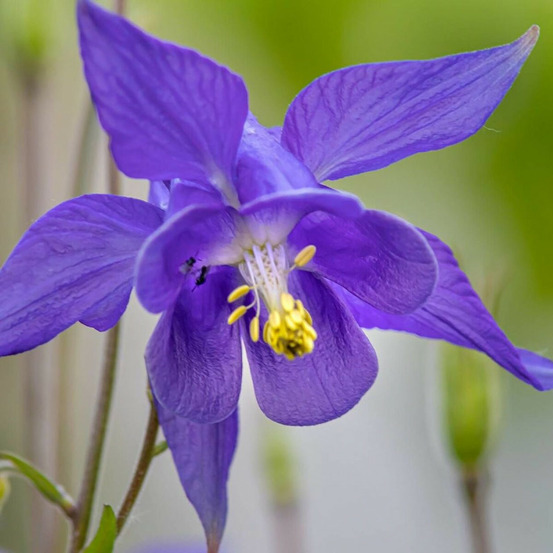 Ancolie des alpes lot de 9 godets