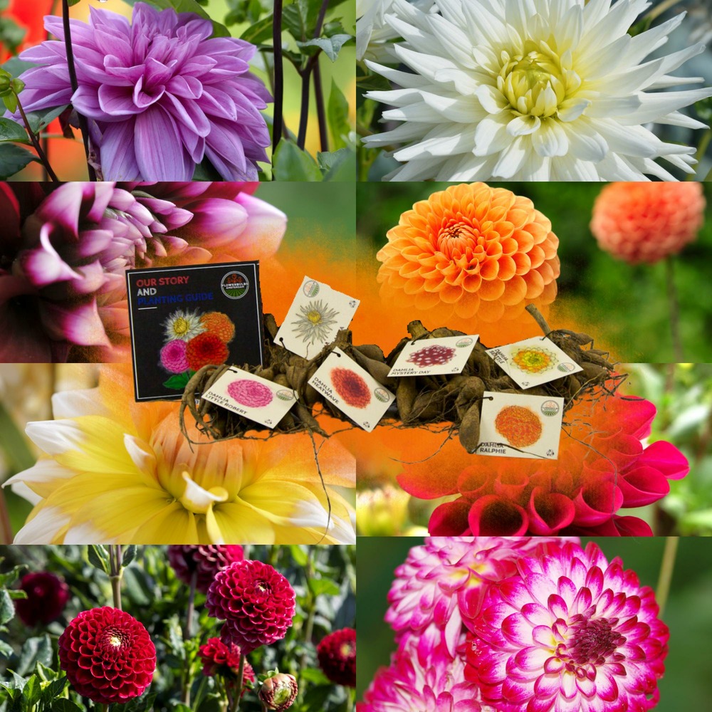 Dahlia - coffret de 8 bulbes mix