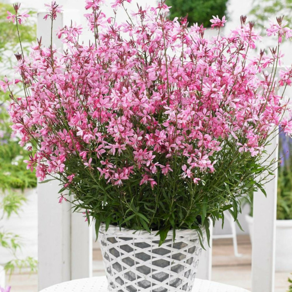 Gaura sel® belleza dark pink pot de 3l - 40/60 cm