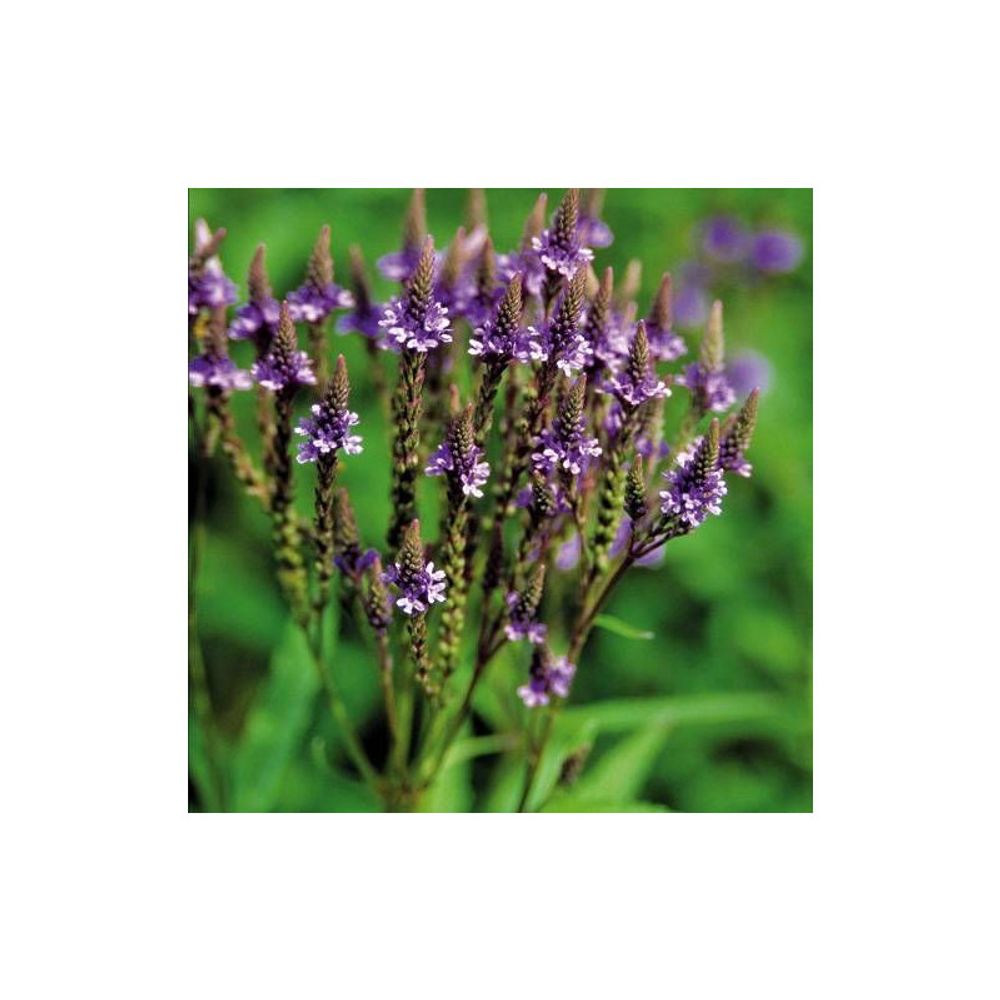 Verveine hastée blue spires lot de 3 godets