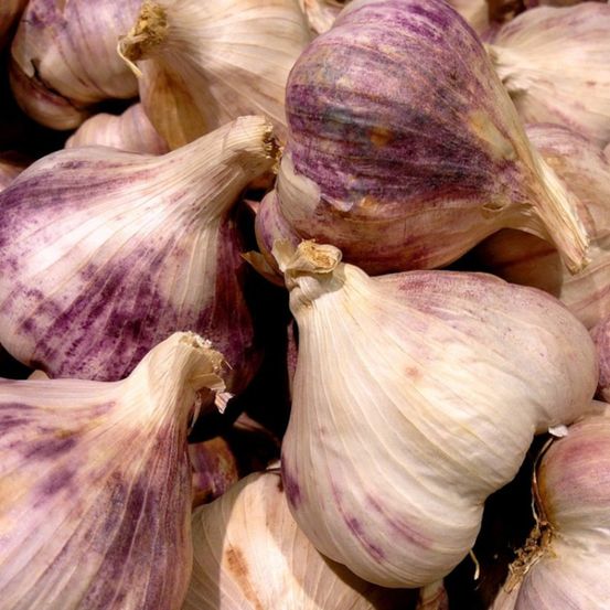 Plants d'ail violet germidour sachet de 500 grammes