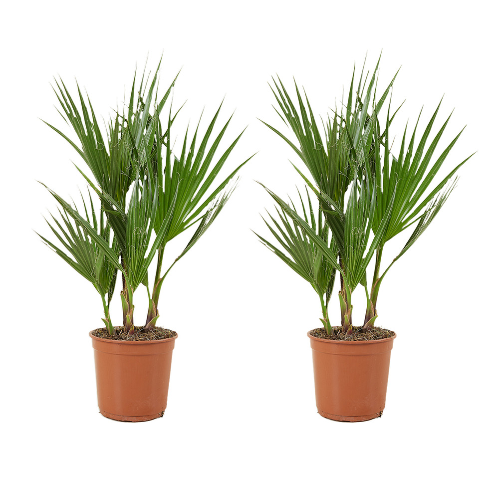 Lot de 2 - washingtonia robusta - palmier éventail mexicain - 50-60 cm de haut - pot 14 cm