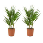 2x washingtonia robusta - palmier éventail mexicain - palmier - à feuilles persistantes - ⌀14 cm - ↕50-70 cm