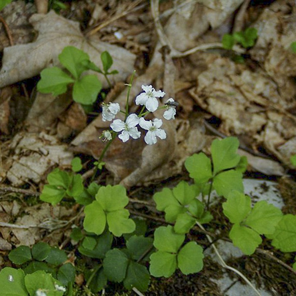 Cardamine à 3 folioles godet de 8/9 cm