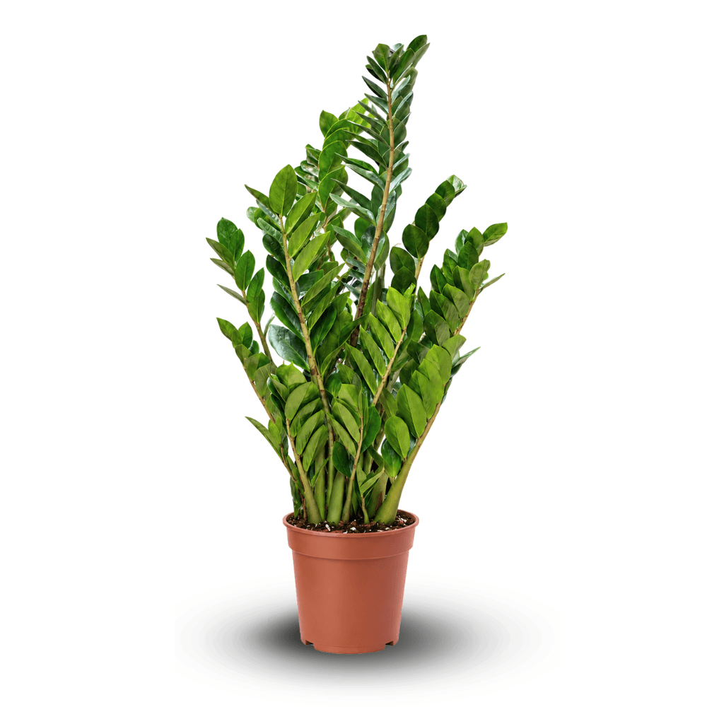 Zamioculcas zamiifolia - plante zz - 110-120 cm - ⌀ 24 cm - plante d'intérieur - succulente