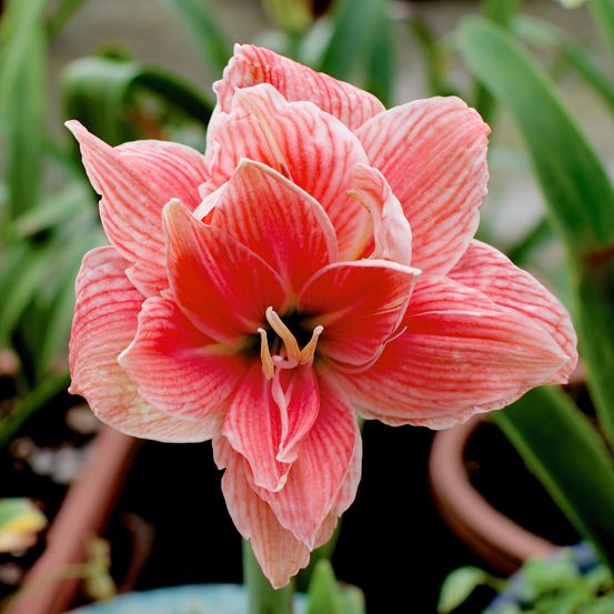 Amaryllis 'sweet nymph' bulbe calibre 30+