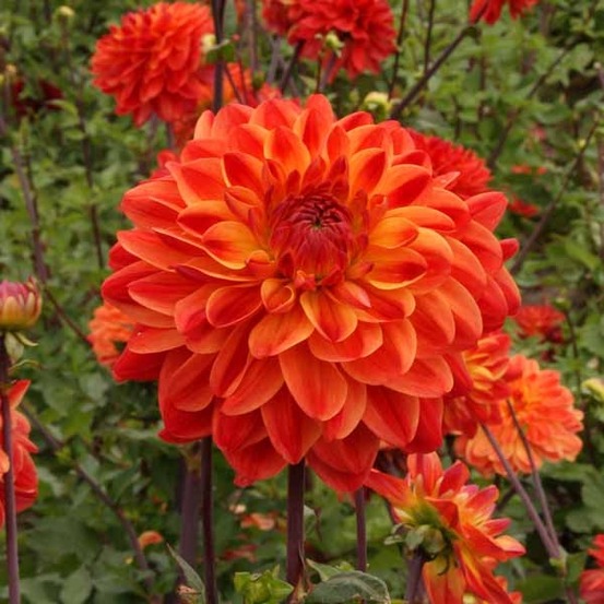 Dahlia gpe cactus 'kees verkade' bulbe calibre i