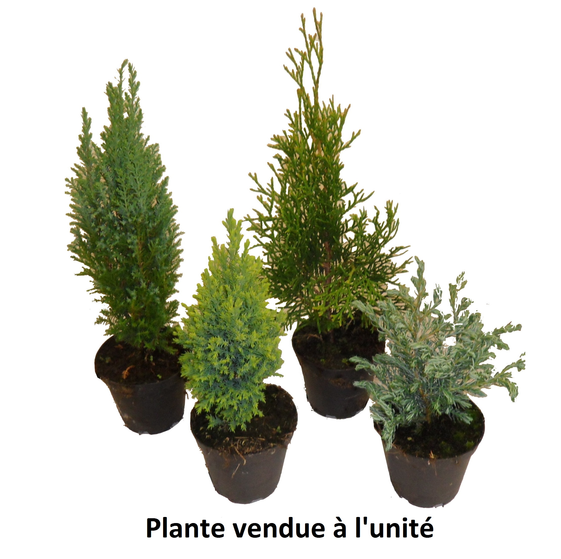 Conifere diverses variétés pot 9 cm