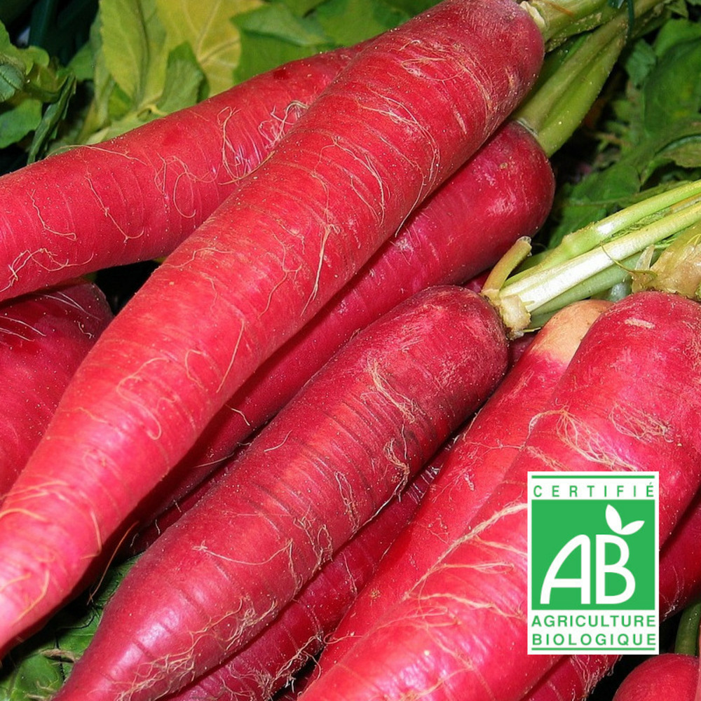 Graines de radis rose de pâques 3 - sans traitement sachet