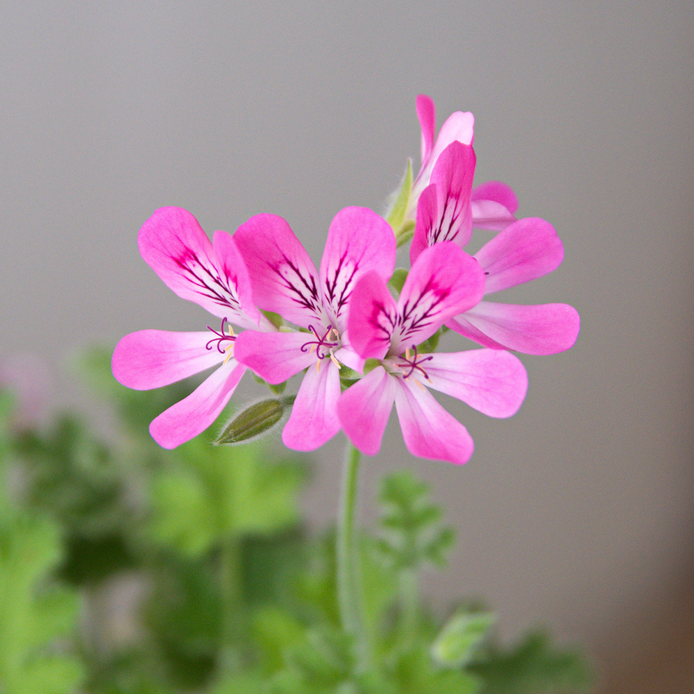 Géranium odorant 'pink capricorn' godet de 8/9 cm