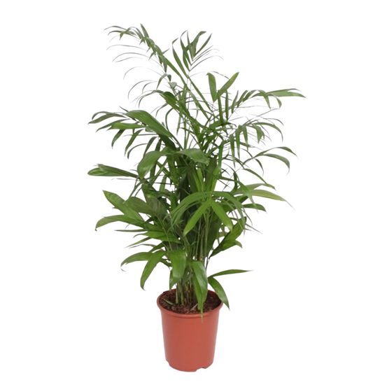 Chamaedorea seifrizii - h140 cm - ø27 cm