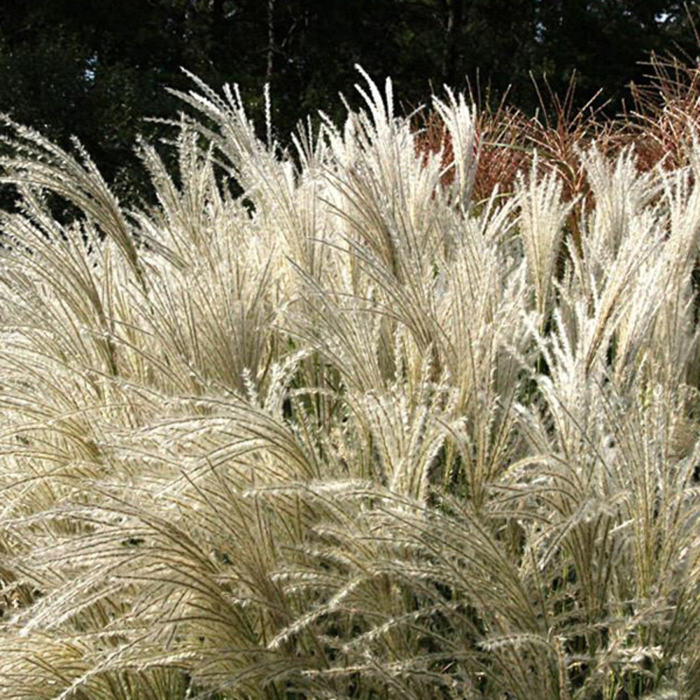 6 x eulalie 'kleine fontane' - miscanthus sinensis 'kleine fontaene' - godet 9cm x 9cm