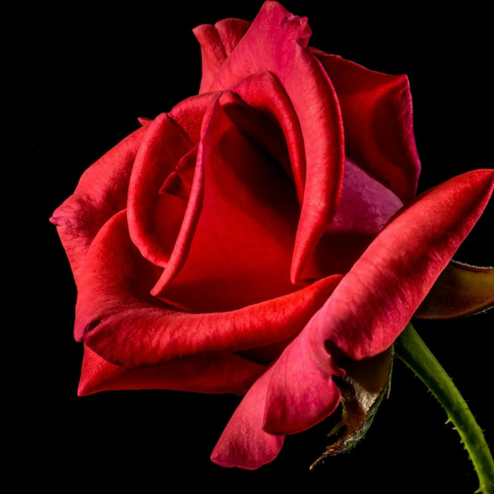 Rosier arbustif la rose monsieur® 'delrouniparf' pot de 3l - touffe