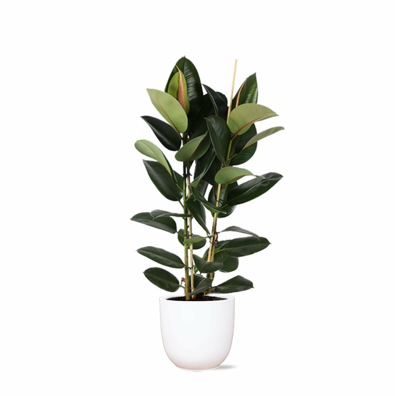 Ficus elastica robusta et son pot blanc - hauteur 110cm