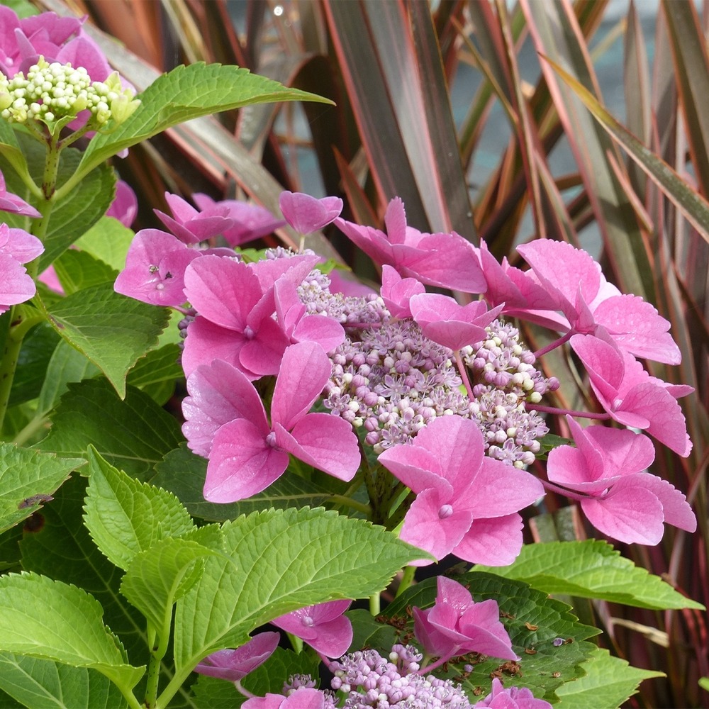 Hortensia 'teller pink' pot de 7,5l/10l