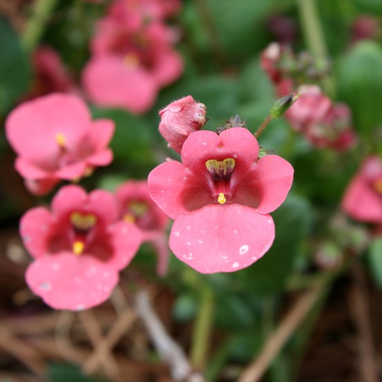 Diascia 'ruby field' godet de 8/9 cm
