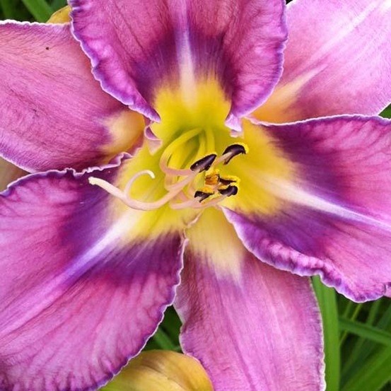 Lis d'un jour, hémérocalle 'mildred mitchell' pot de 2l/3l