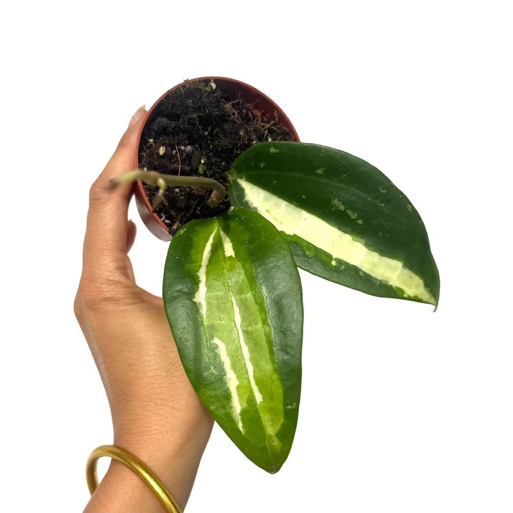 Hoya latifolia 'inner variegata' - pot de 10cm - plantes d'intérieur