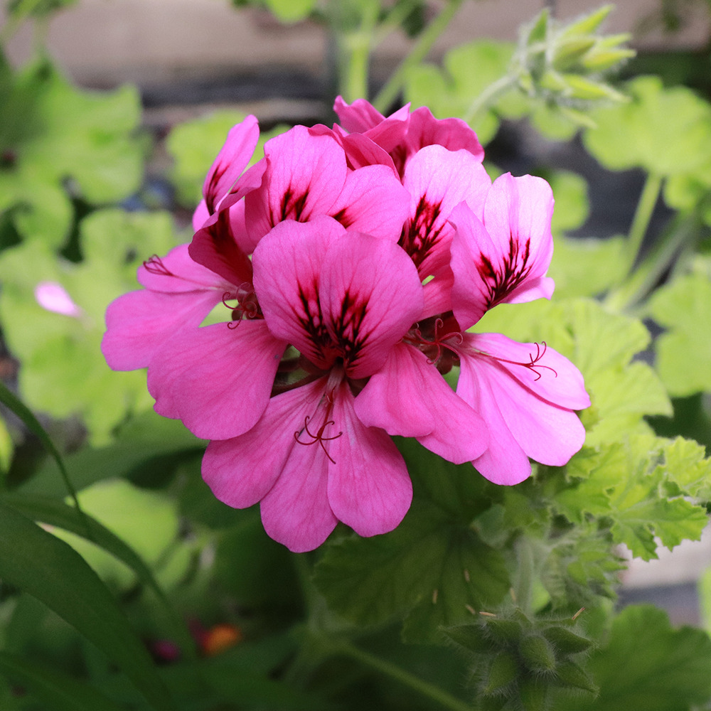 Pelargonium odorant 'purple unique' godet de 8/9 cm