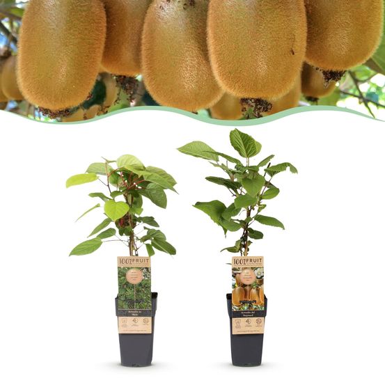 Actinidia weiki & hayward - h15 cm