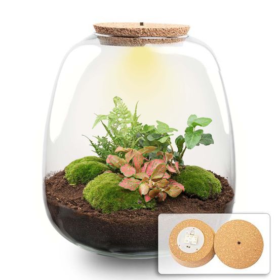 Planten terrarium - emma - diy kit - hedera rouge