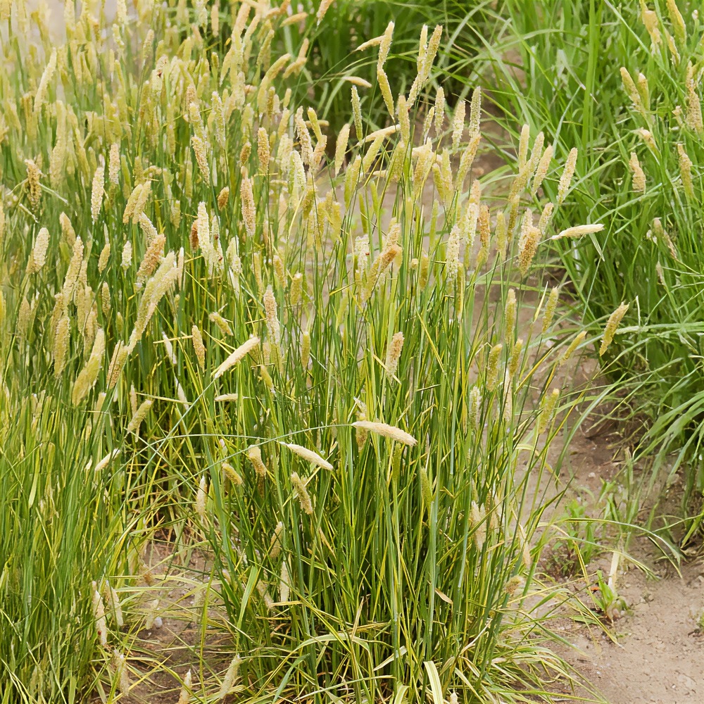 Vulpin des prés panaché - le pot / ø 9cm