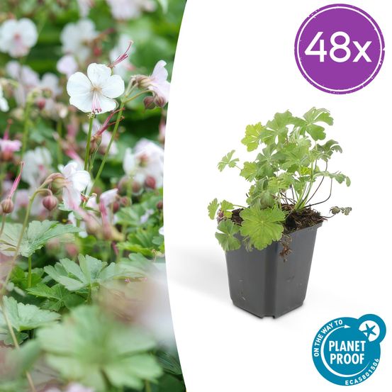 Lot de 48 - geranium cant. 'biokovo' - h10-25 cm