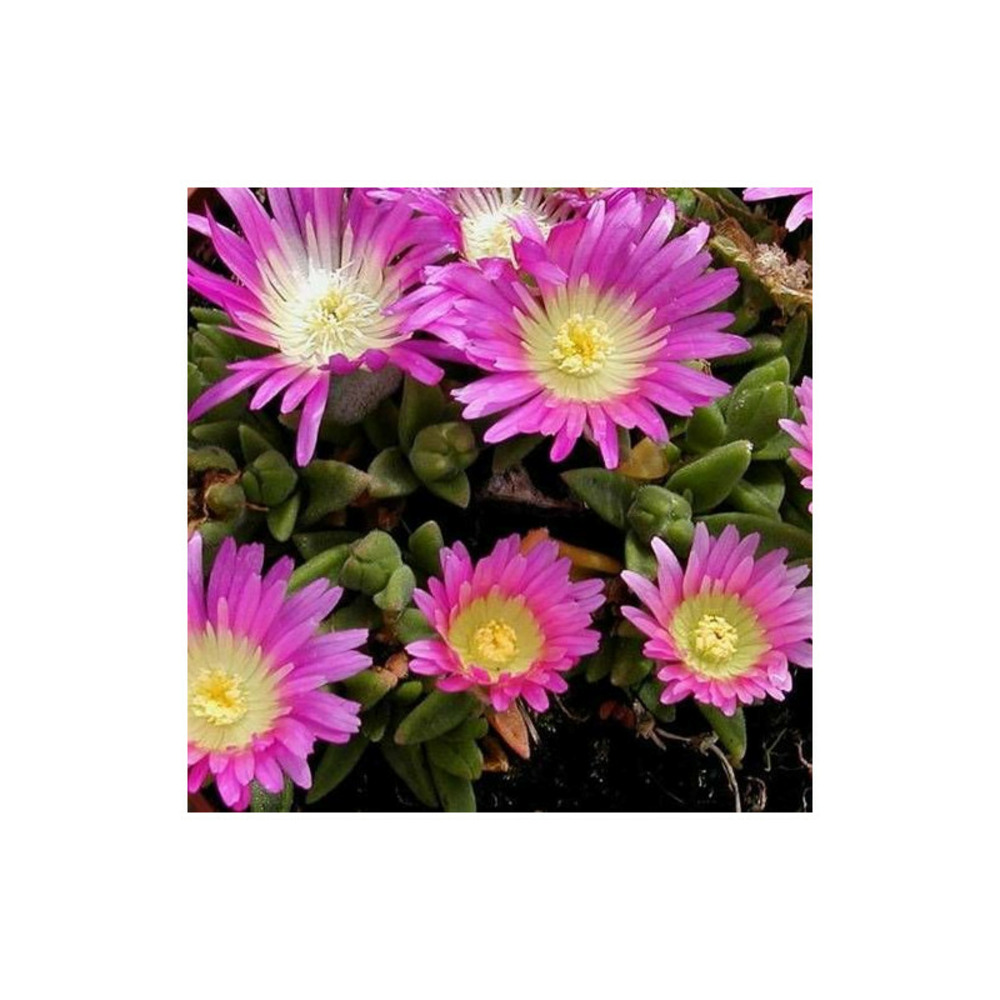 Delosperma sutherlandii godet - 5/20 cm