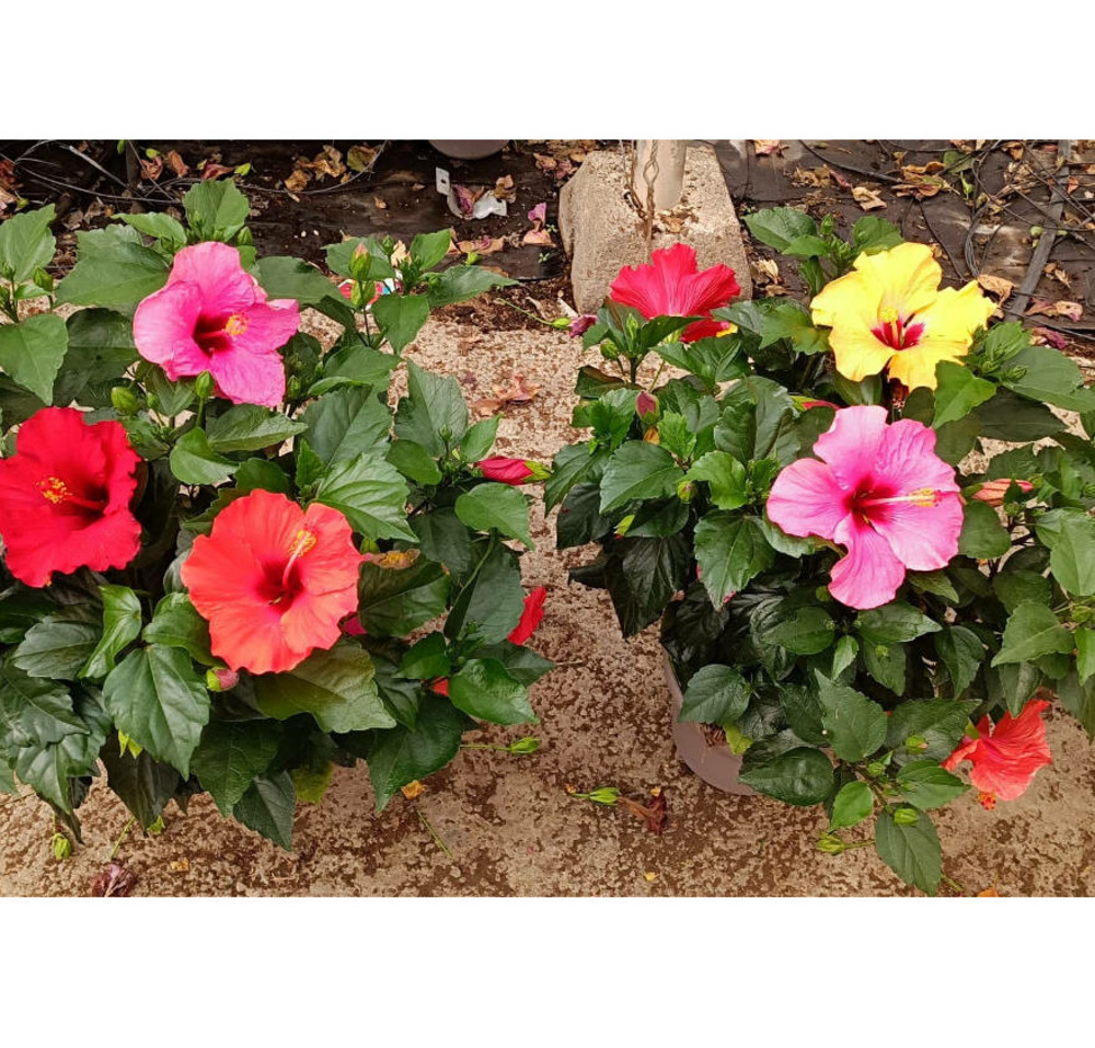 Hibiscus rosa-sinensis trio (rose de chine ou ketmie) pot de 6 litres -60/80 cm