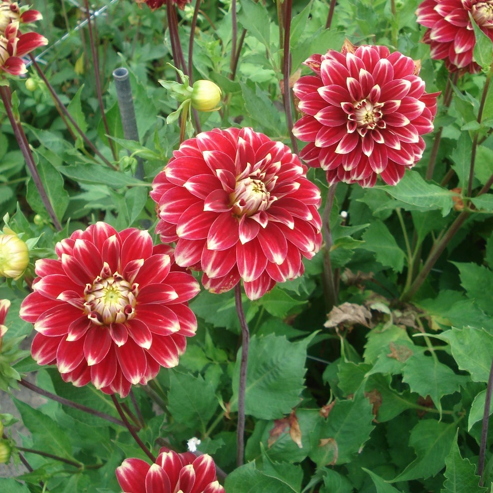 Dahlia décoratif red rock bulbe calibre i