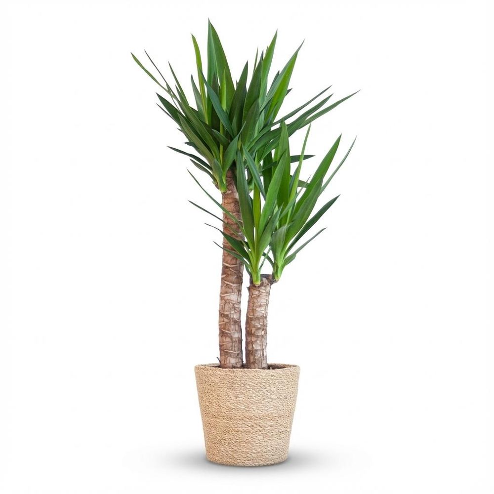 Yucca elephantipes - pot de 21cm - hauteur 80 - 90cm - plantes d'intérieur