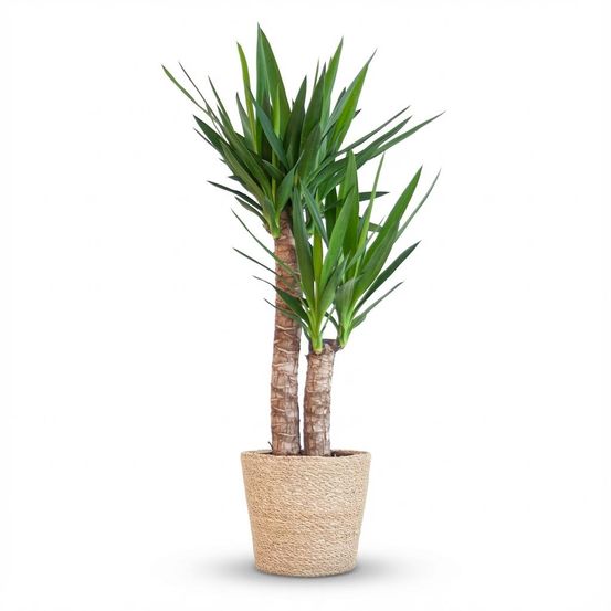 Yucca elephantipes - pot de 21cm - hauteur 80 - 90cm - plantes d'intérieur