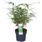Fargesia formidable – bambou – plante de jardin – résistante à l'hiver - ⌀13 cm - ↕30-40 cm