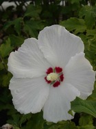 Hibiscus syriacus Red Heart C 4 litres