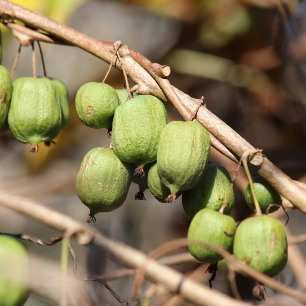 Kiwi de sibérie kokuwa (autofertile), actinidia arguta, kiwaï pot de 1,5l - 20/50 cm