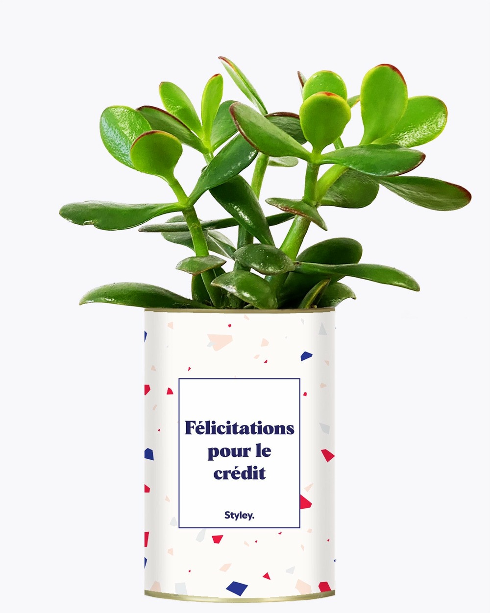 Plante personnalisée - félicitations pour le crédit - cactus