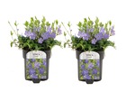 Vinca minor - set de 2 - petite pervenche - plantes de jardin à fleurs - pot 17cm - hauteur 25-40cm