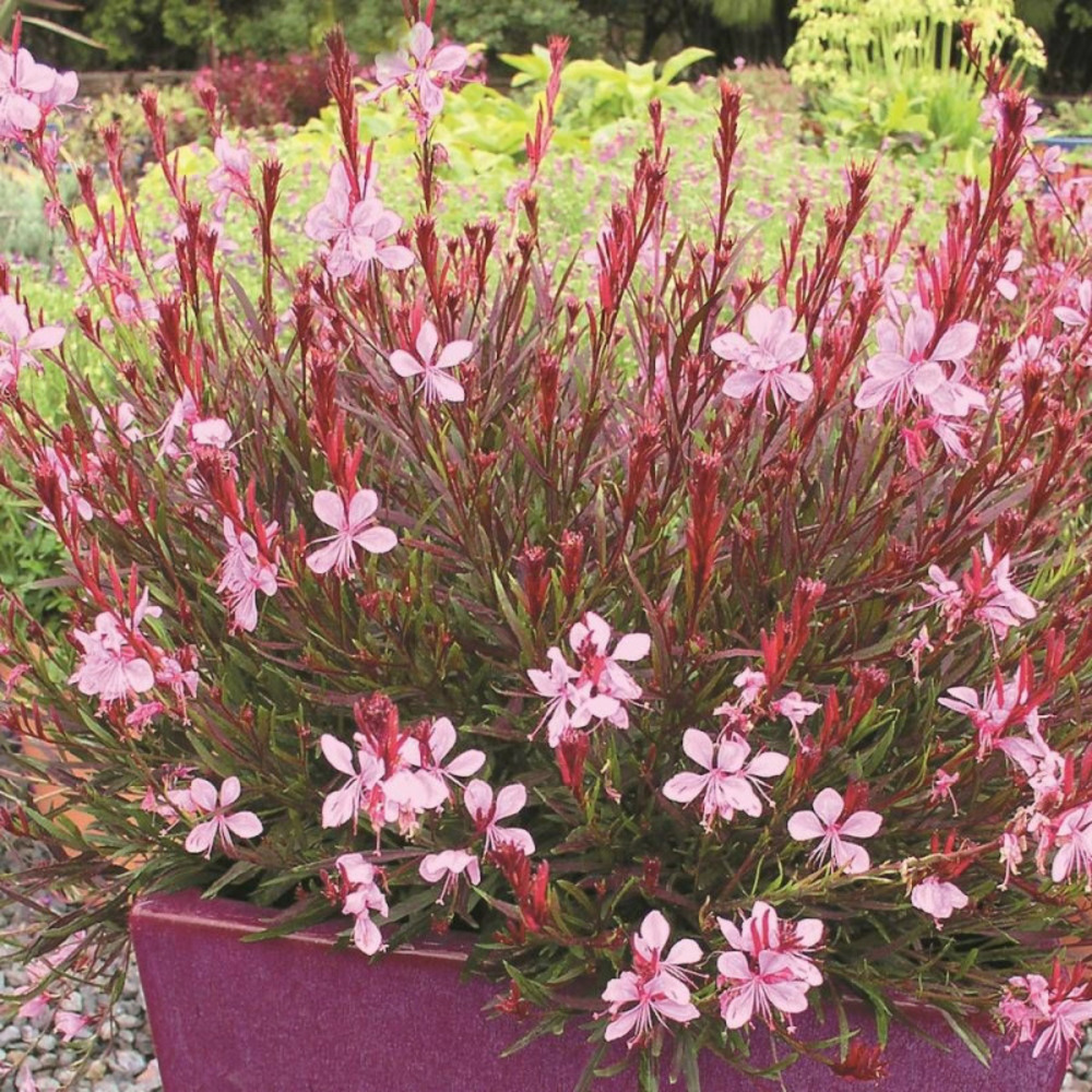 Gaura passionate blush pot de 3l - 40/60 cm